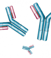 Antibodies & Reagents
